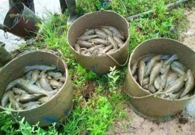 ​笋壳鱼上市，行情看涨