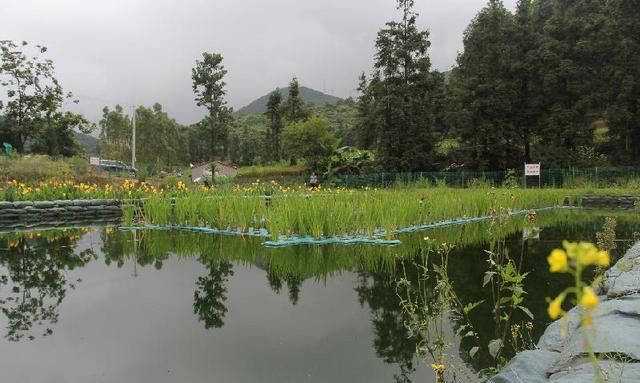 南岭村为什么是中国第一村，深圳南岭村是靠什么发展创富的？图5