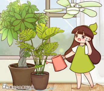​啥花放在室内净化空气