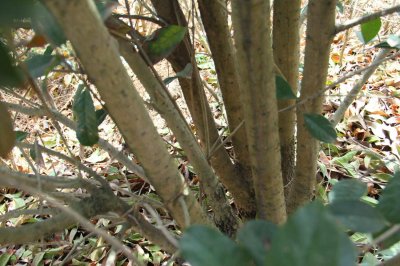 ​桂花树主干可以锯断吗