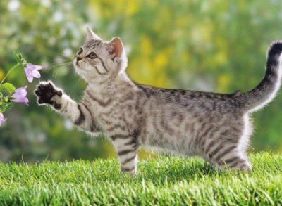 ​猫不请自来的兆头 家里