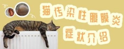 ​小猫眼屎多？两个月大