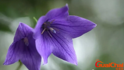 ​什么是桔梗花的花语和