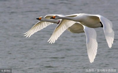 ​上联：比翼双飞结连理