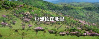 ​鸡笼顶在哪里