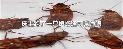 ​床上跑了一只蟑螂还可