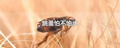 ​跳蚤怕不怕水