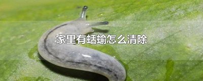 ​家里有蛴螬怎么办 家里