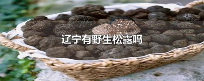 ​辽宁有野生松露吗