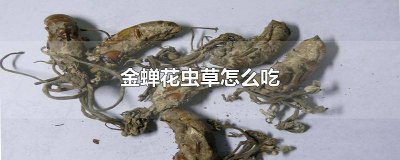 ​金蝉花虫草怎么吃效果