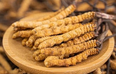 ​“虫草”的种类大全，