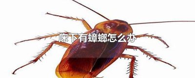 ​床里有蟑螂怎么办 床上
