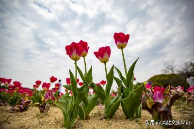 ​新春踏青的唯美句子丨