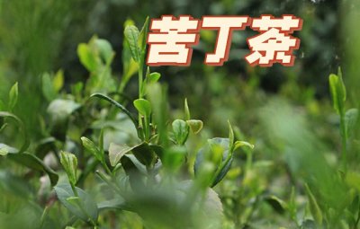 ​苦丁茶有什么作用和功
