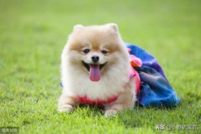​狗狗整天咬主人的衣服
