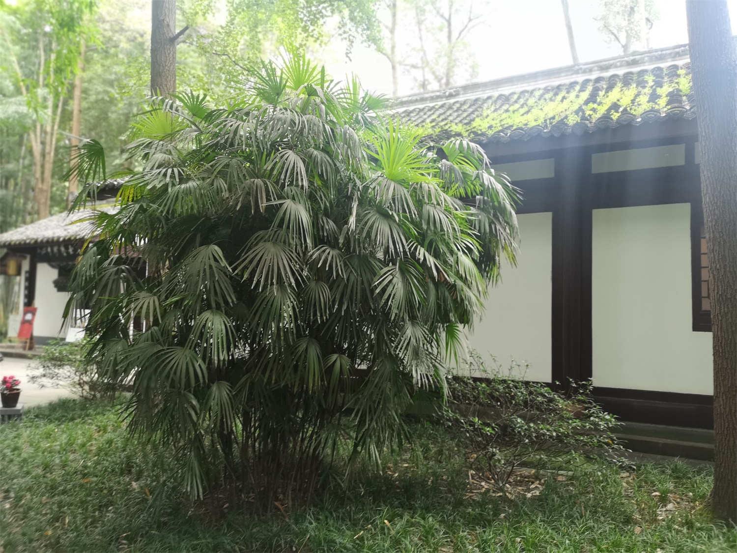 棕竹 棕竹